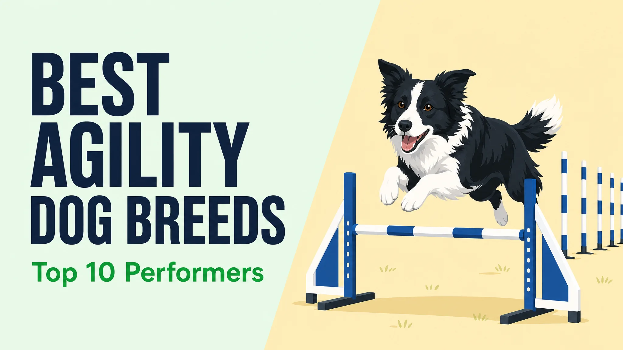 Best Agility Dog Breeds: Top 10 Performers hero